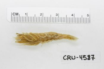 Media type: image;   Invertebrate Zoology CRU-4587